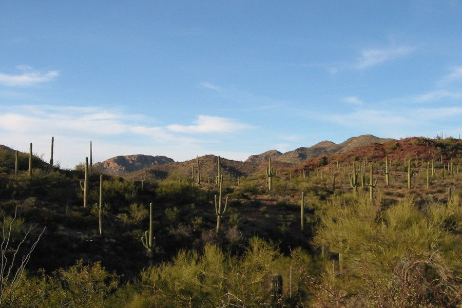 ../image/field of cactus at desert museum 1.jpg